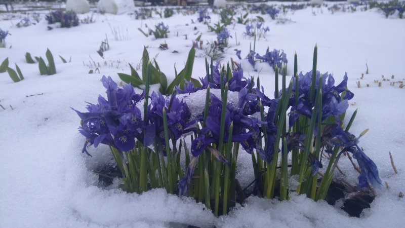 Iris reticulata ‘Harmony’ Ирис ретикулата